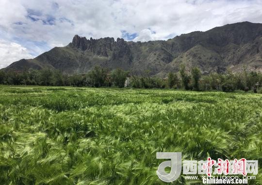 2017年西藏青稞總產(chǎn)量達(dá)到79萬噸，占糧食總產(chǎn)量的77%。圖為西藏青稞?！⊥跤窳?攝