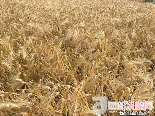 2017年西藏青稞種植面積達(dá)210多萬畝，占糧食播種面積的75%。圖為成熟期的青稞?！⊥跤窳?攝
