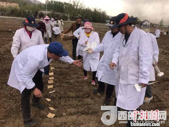 圖為研究員實地調(diào)研青稞生長土壤?！⊥跤窳?攝