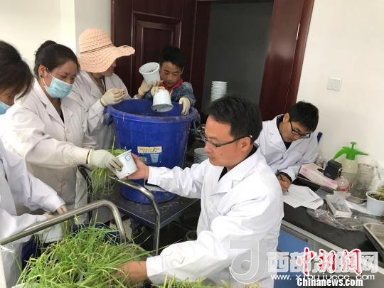 圖為研究員正在調(diào)查青稞感染白粉病情況。　王玉林 攝