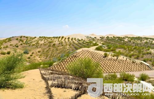 達(dá)拉特旗庫布其沙漠染綠。吳勇攝