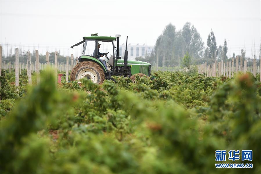 （壯麗70年·奮斗新時(shí)代——共和國(guó)發(fā)展成就巡禮·圖文互動(dòng)）（10）生態(tài)美、百姓富——品讀嶄新“寧夏畫卷”