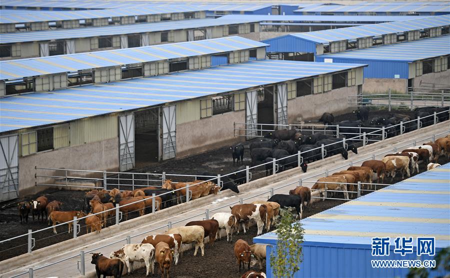 （壯麗70年·奮斗新時(shí)代——共和國(guó)發(fā)展成就巡禮·圖文互動(dòng)）（11）生態(tài)美、百姓富——品讀嶄新“寧夏畫卷”