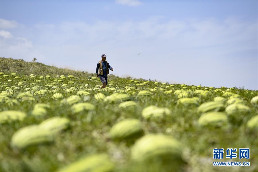 （壯麗70年·奮斗新時(shí)代——共和國(guó)發(fā)展成就巡禮·圖文互動(dòng)）（4）生態(tài)美、百姓富——品讀嶄新“寧夏畫卷”