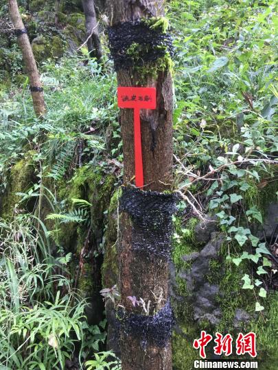 貴州同威生物科技有限公司鐵皮石斛種植?！≈軏?攝