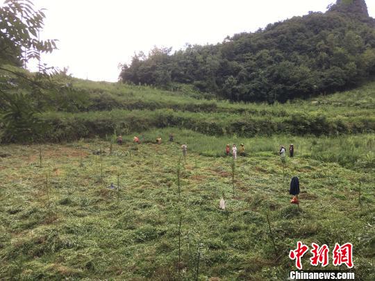 貴州同威生物科技有限公司天麻種植基地?！≈軏?攝