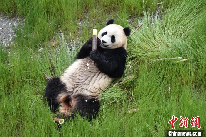 九寨溝熊貓園里的大熊貓。　九寨溝縣委宣傳部提供 攝