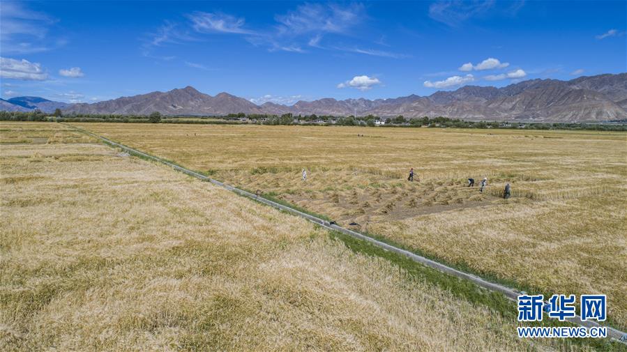 （新華全媒頭條·走向我們的小康生活·圖文互動）（11）扎西德勒，我們的新家園——西藏易地扶貧搬遷搬出幸福美好新生活