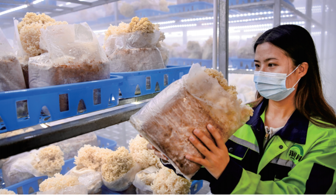 商洛潤科繡球菌工廠化生產項目