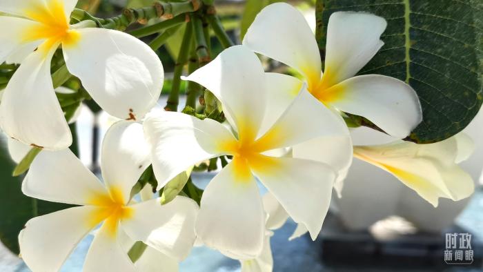 △會(huì)議樓門(mén)口正在綻放的雞蛋花，花語(yǔ)是孕育希望。(總臺(tái)央視記者韓銳拍攝)