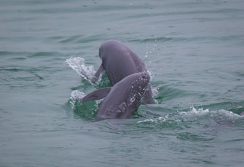 2021年5月10日，在湖北省宜昌市江邊，長江江豚在水中嬉戲。